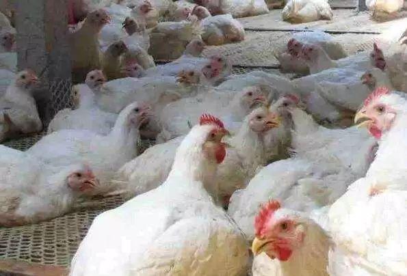 科技引领未来，肉鸡市场焕新光彩——最新肉鸡价格概览