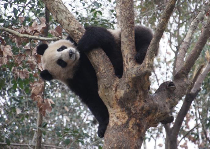 成都熊猫小镇，自然探索之旅，寻找内心的平和与宁静最新消息揭秘