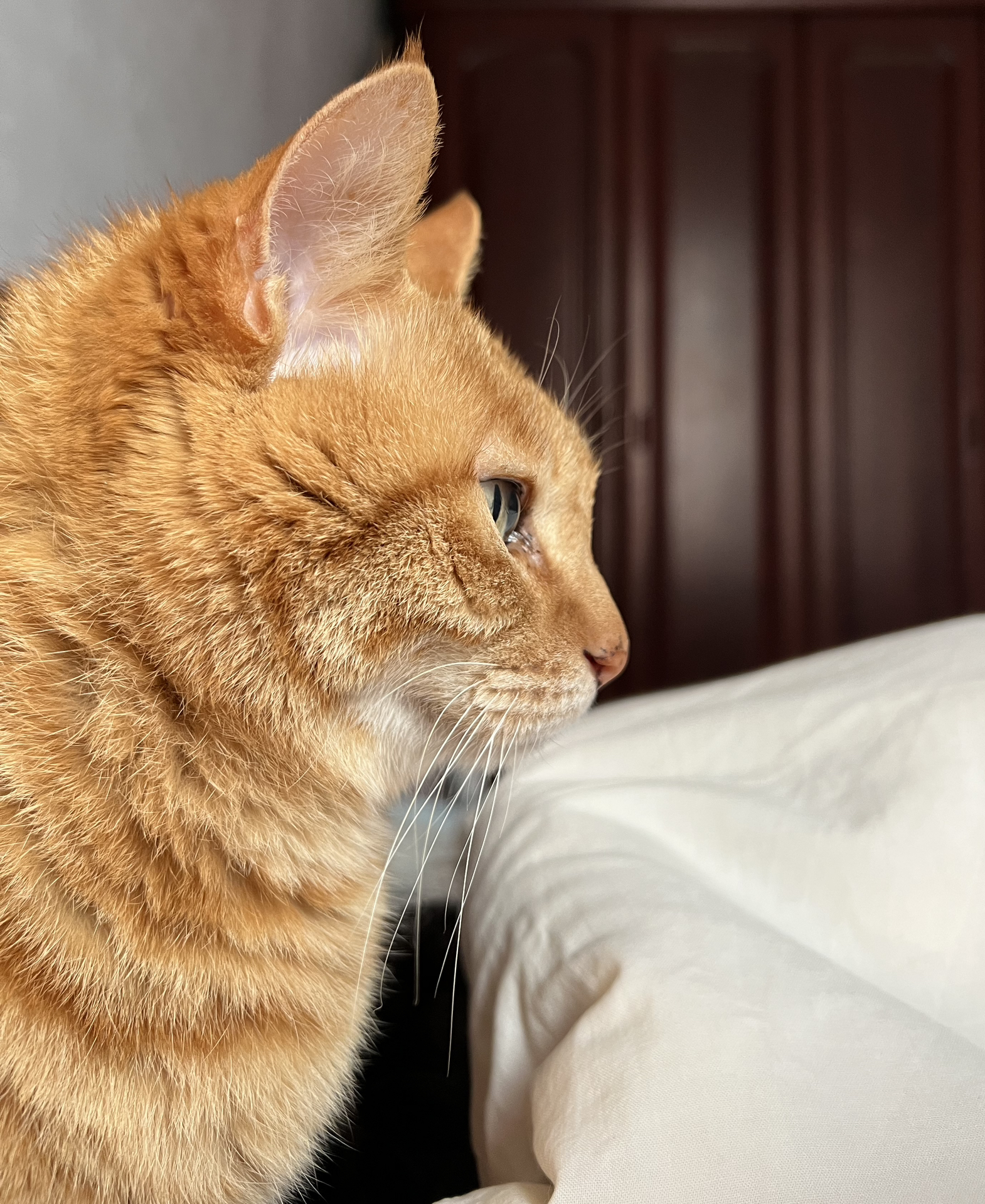 涉黄问题揭秘，猫咪看黄APK最新版的背景、事件与影响探讨