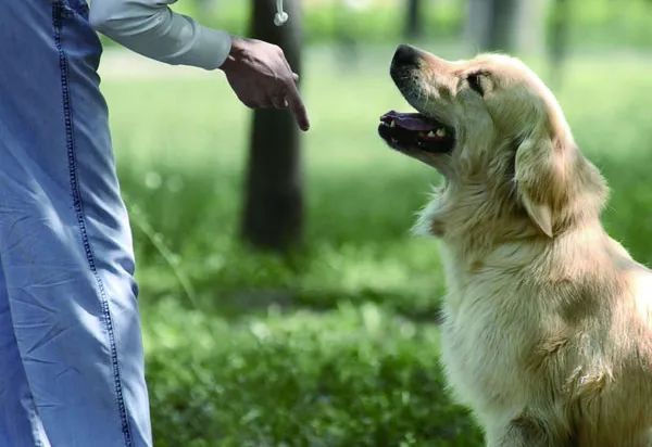 最新出售训练有素犬种的全面解析与指南