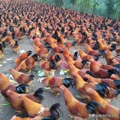 最新捕鸡神器登场！轻松成为养鸡达人