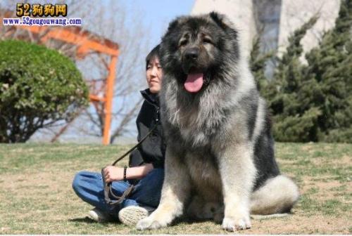 高加索犬价格，完美融合科技与生活的宠物之选