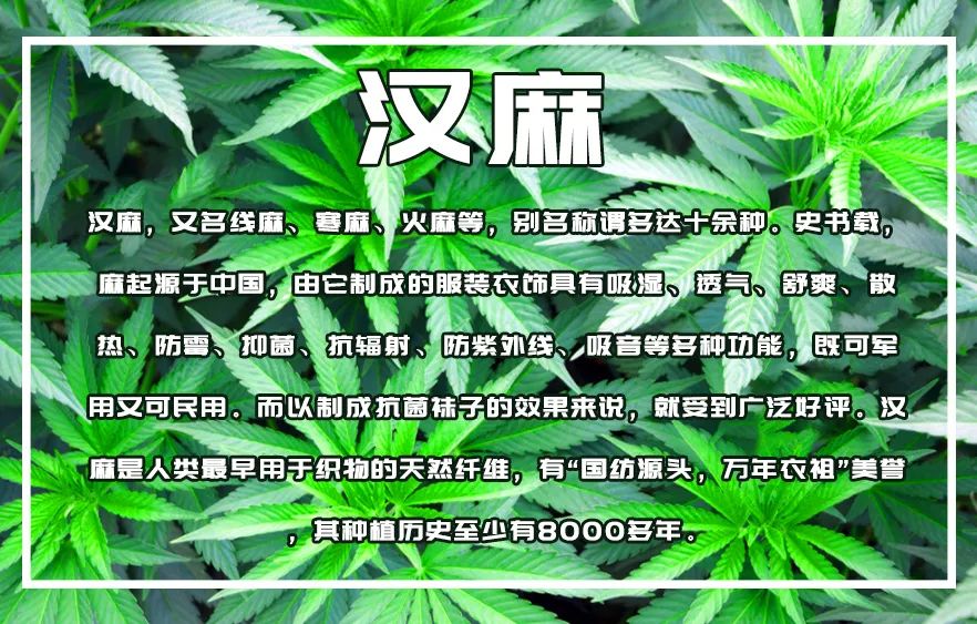 最新麻的奇妙日常探索
